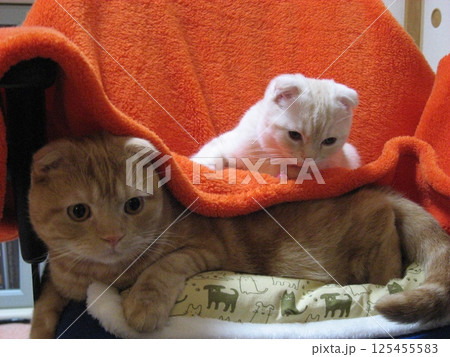 上に乗る子猫 上に乗る子猫 125455583