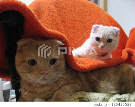 仲良し兄妹猫 仲良し兄妹猫 125455588