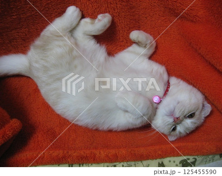 寝転ぶ猫 125455590