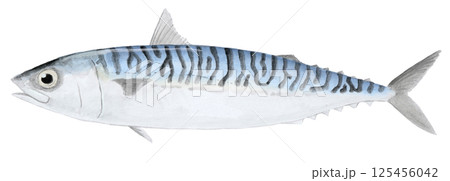 タイセイヨウサバの水彩画 タイセイヨウサバの水彩画 125456042