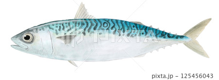 マサバの水彩画 マサバの水彩画 125456043