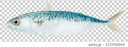 マサバの水彩画 マサバの水彩画 125456043