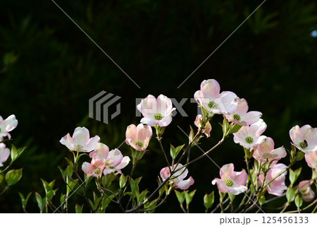 ハナミズキ(花水木) 春の庭木 ハナミズキ(花水木) 春の庭木 125456133