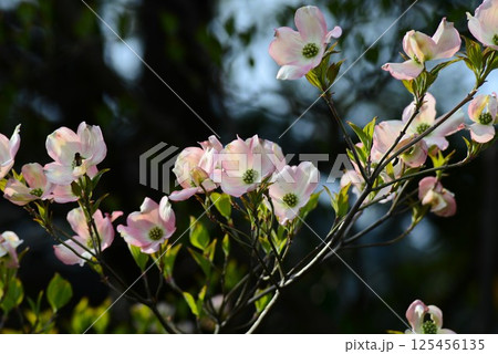 ハナミズキ（花水木）　春の香り 125456135