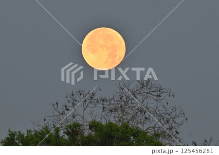 早朝、森の中に沈みゆく満月 125456281