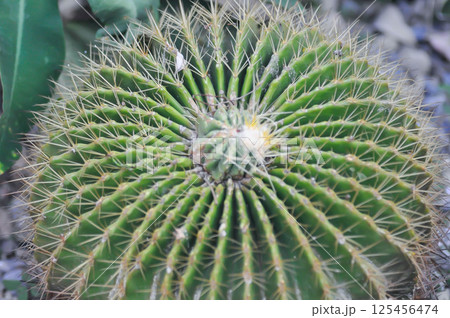 Parodia magnifica or cactus plant or succulent 125456474