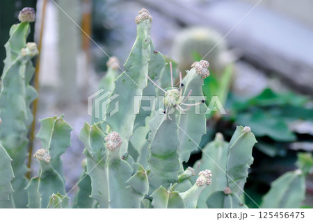 Caralluma speciosa or Caralluma or Caralluma fimbriata with flower Caralluma speciosa or Caralluma or Caralluma fimbriata with flower 125456475