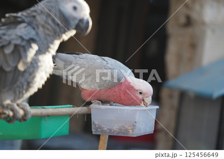 Parrots feeding together in a vibrant outdoor setting 125456649