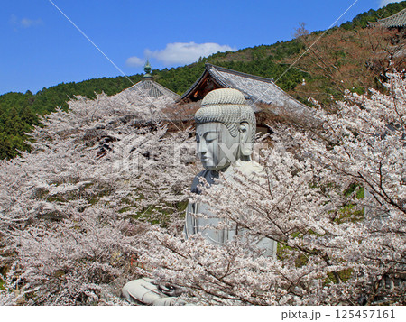 壺阪寺の桜大仏 125457161