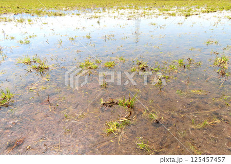 水田 水田 125457457