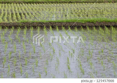 田植え直後の田圃 rice-planting / Japan 125457666