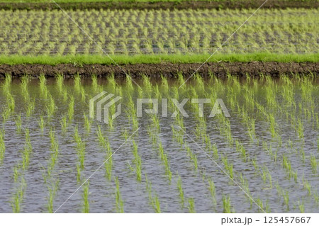 田植え直後の田圃 rice-planting / Japan 125457667