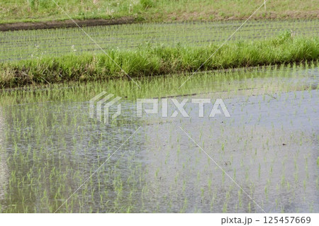 田植え直後の田圃 rice-planting / Japan 125457669