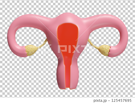 3d uterus model isolated. 3d illustration render 3d uterus model isolated. 3d illustration render 125457695
