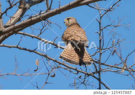 樹上で休息するチョウゲンボウの雌 125457887