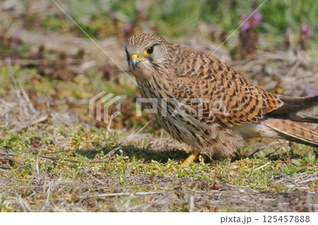 地上に降りたチョウゲンボウの雌 125457888