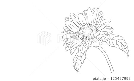 線画ひまわりの花イラスト手書き背景素材 白黒レトロ ボタニカル 線画ひまわりの花イラスト手書き背景素材 白黒レトロ ボタニカル 125457992