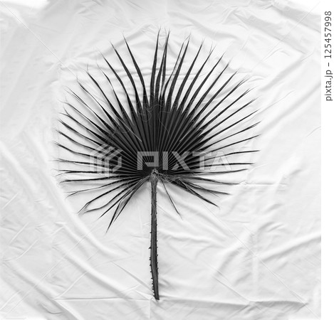 Black and white image of palm tree leaf on folded white textile background Black and white image of palm tree leaf on folded white textile background 125457998