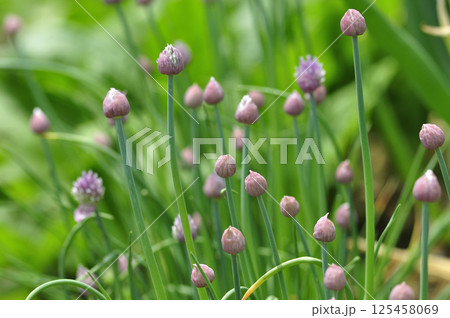 初夏の菜園のアサツキの花 125458069