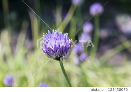 初夏の菜園のアサツキの花 125458070
