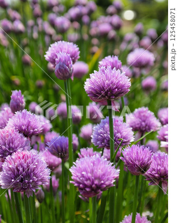 初夏の菜園のアサツキの花 125458071