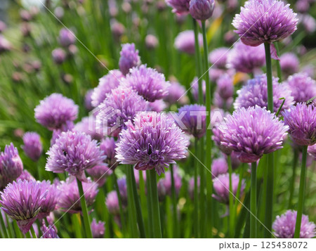 初夏の菜園のアサツキの花 125458072
