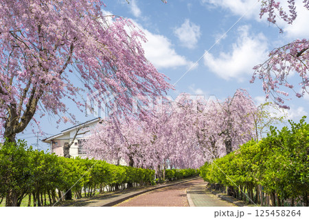 日中線のしだれ桜並木 福島県喜多方市 日中線のしだれ桜並木 福島県喜多方市 125458264