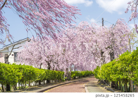 日中線のしだれ桜並木 福島県喜多方市 日中線のしだれ桜並木 福島県喜多方市 125458265