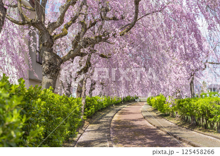 日中線のしだれ桜並木 福島県喜多方市 日中線のしだれ桜並木 福島県喜多方市 125458266