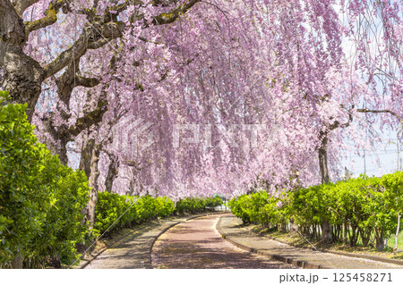 日中線のしだれ桜並木 福島県喜多方市 日中線のしだれ桜並木 福島県喜多方市 125458271