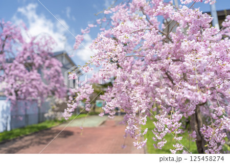 日中線のしだれ桜並木　福島県喜多方市 125458274