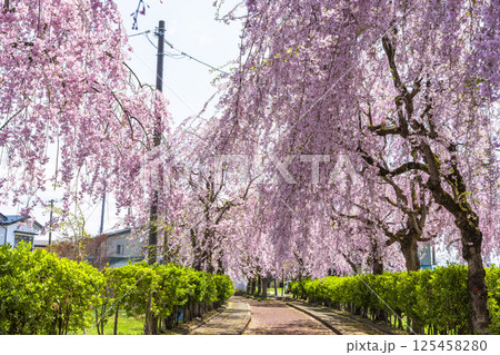 日中線のしだれ桜並木　福島県喜多方市 125458280