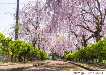 日中線のしだれ桜並木 福島県喜多方市 日中線のしだれ桜並木 福島県喜多方市 125458281