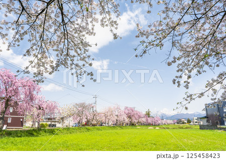 日中線のしだれ桜と残雪の飯豊連峰　福島県喜多方市 125458423