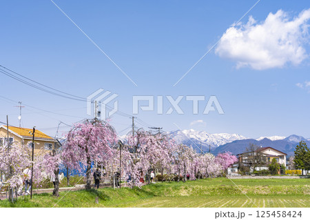 日中線のしだれ桜と残雪の飯豊連峰　福島県喜多方市 125458424