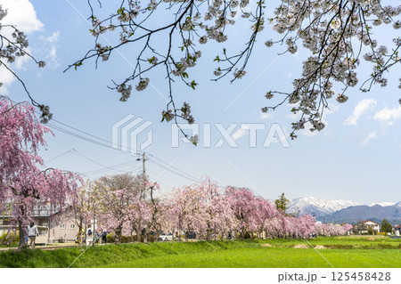 日中線のしだれ桜と残雪の飯豊連峰 福島県喜多方市 日中線のしだれ桜と残雪の飯豊連峰 福島県喜多方市 125458428
