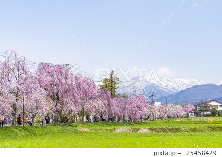 日中線のしだれ桜と残雪の飯豊連峰　福島県喜多方市 125458429