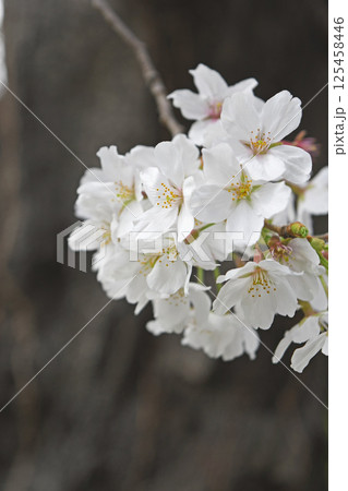 桜の花 125458446