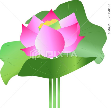 清らかな天上の花、蓮の花 125458463
