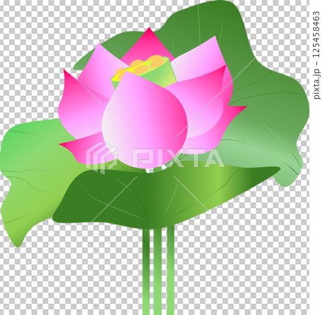 清らかな天上の花、蓮の花 125458463