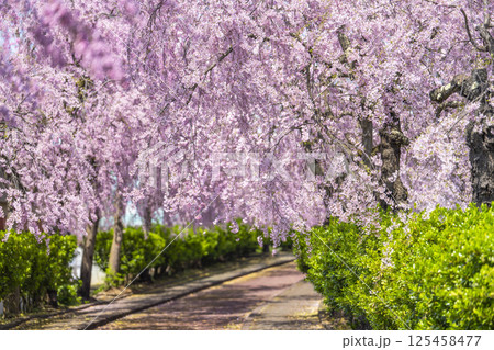 日中線のしだれ桜並木 福島県喜多方市 日中線のしだれ桜並木 福島県喜多方市 125458477