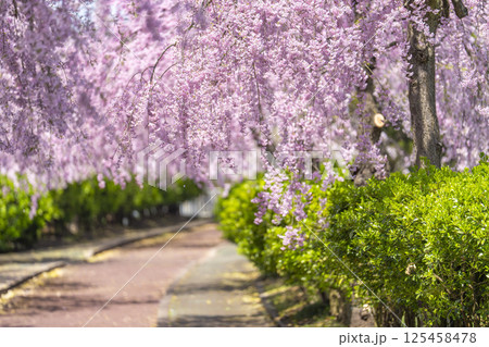 日中線のしだれ桜並木　福島県喜多方市 125458478