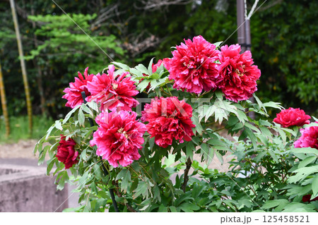 ボタン「満天紅」Peony 125458521