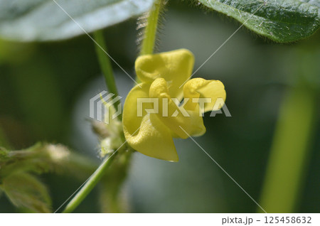 小豆の花　夏の畑に咲く小豆の花 125458632
