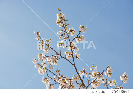 桜咲く 125458666