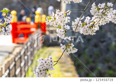 満開の桜と鶴ヶ城(会津若松城)の廊下橋 福島県会津若松市 満開の桜と鶴ヶ城(会津若松城)の廊下橋 福島県会津若松市 125458719