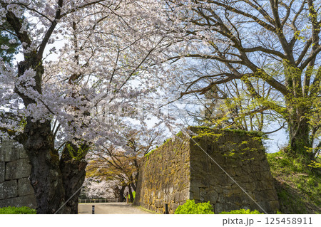 鶴ヶ城（若松城）内の桜　福島県会津若松市 125458911