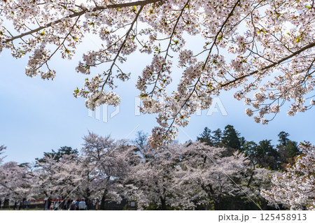 鶴ヶ城（若松城）内の桜　福島県会津若松市 125458913