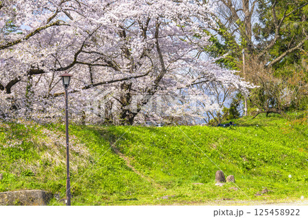 鶴ヶ城（若松城）内の桜　福島県会津若松市 125458922