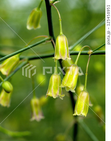 アスパラの花 あすぱら アスパラ アスパラガスの花 アスパラの花 あすぱら アスパラ アスパラガスの花 125458951
